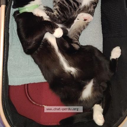 Photo 1/1 Bandit Chat perdu à Saint chamond