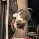 Photo de chat trouvé à Soucelles