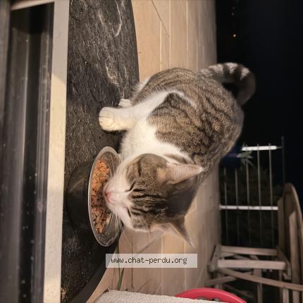 Photo 1/2 Chat trouvé Trouvé à Soucelles