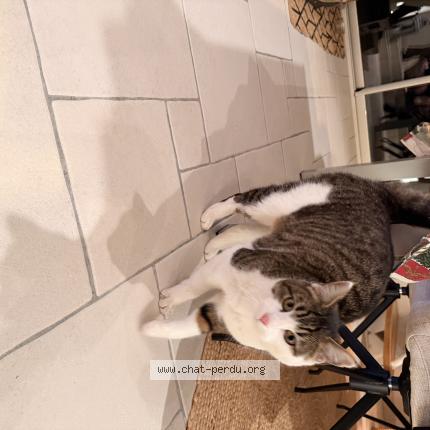 Photo 2/2 Chat trouvé Trouvé à Soucelles