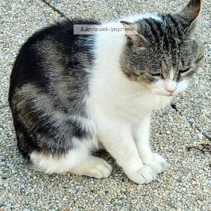 Photo 1/1 Patchwork Chat perdu à Tregueux