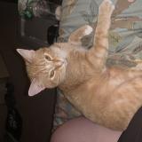 Photo de chat perdu à Central