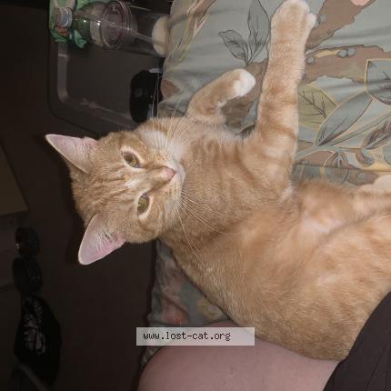 Photo 1/1 Squanch Chat perdu à Central