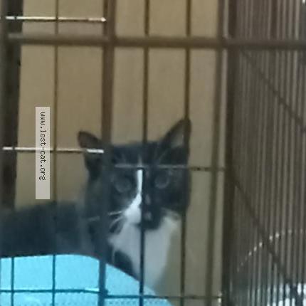 Photo 1/1 Chat trouvé Trouvé à Ridgeway