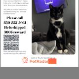 Photo de chat perdu à Gulf Breeze