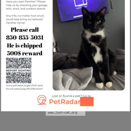 Photo 1/1 Panther Chat perdu à Gulf breeze