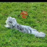 Photo de chat perdu à Bisel