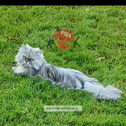 Photo 1/1 Kitty Chat perdu à Bisel