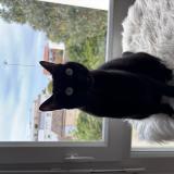 Photo de chat perdu à Toulouse