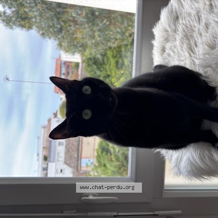 Photo 1/1 Nala Chat perdu à Toulouse