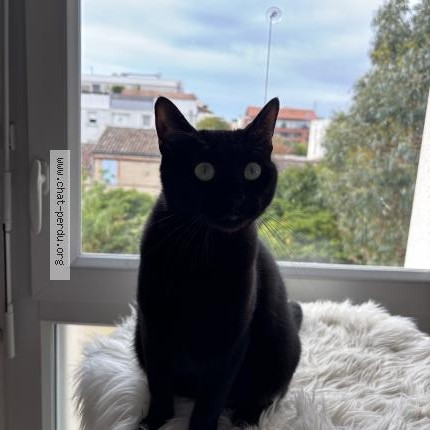 Photo 1/1 Nala Chat perdu à Toulouse