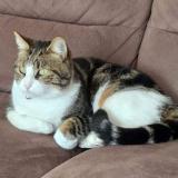 Photo de chat perdu à Oudon