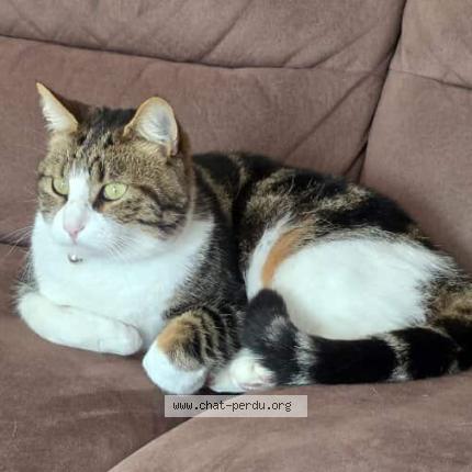 Photo 1/1 Yuzu Chat perdu à Oudon