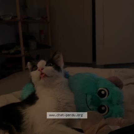 Photo 1/1 POUPETTE Chat perdu à Aups