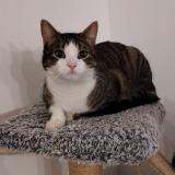 Photo de chat perdu à Estrablin