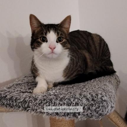 Photo 1/1 Salto Chat perdu à Estrablin