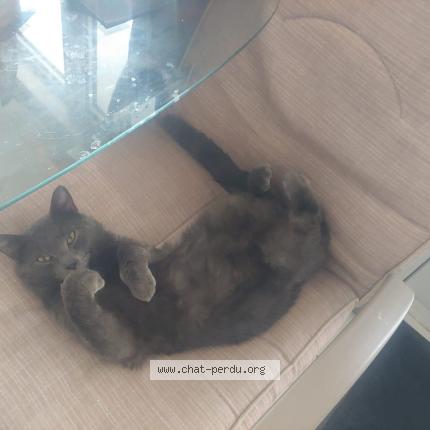 Photo 1/1 Chat retrouvé Perdu à Laval