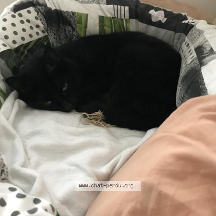 Photo 1/2 Chat retrouvé Perdu à Seignelay