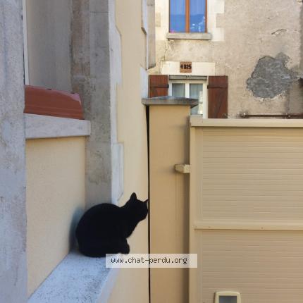 Photo 2/2 Chat retrouvé Perdu à Seignelay