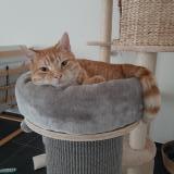 Photo de chat perdu à Antoing