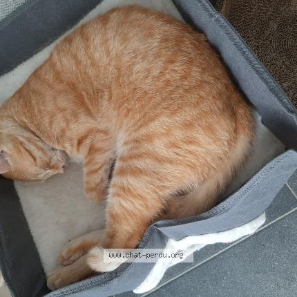 Photo 1/1 Mimi Chat perdu à Antoing