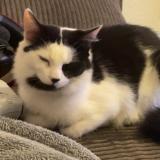 Photo de chat perdu à Perpignan