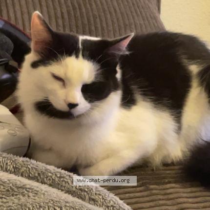 Photo 1/1 Clochette Chat perdu à Perpignan