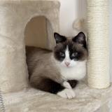 Photo de chat perdu à Roullet St Esthephe