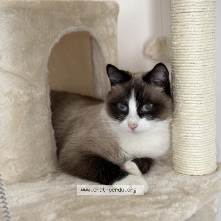 Photo 1/1 Under Chat perdu à Roullet st esthephe