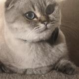 Photo de chat perdu à Sainte Genevieve Des Bois