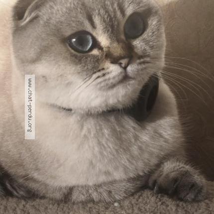 Photo 1/3 Doutaeva Chat perdu à Sainte genevieve des bois