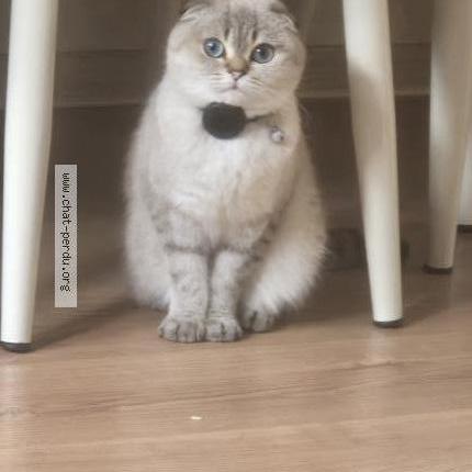 Photo 2/3 Doutaeva Chat perdu à Sainte genevieve des bois