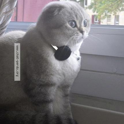 Photo 3/3 Doutaeva Chat perdu à Sainte genevieve des bois