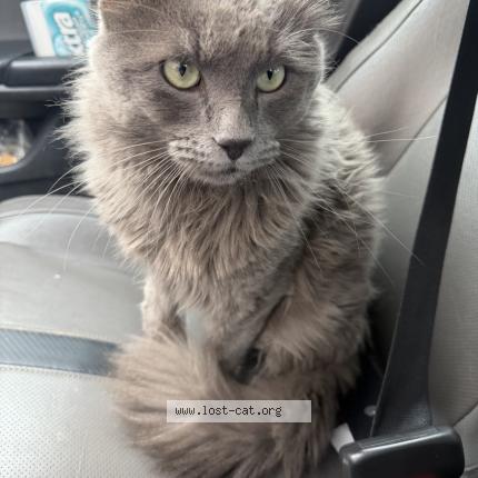 Photo 1/1 Wolf Chat perdu à Arlington