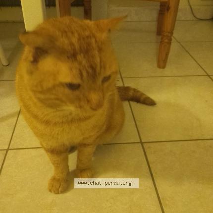 Photo 1/1 Chat trouvé Trouvé à Grand charmont