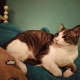 Photo de chat perdu à Bennett Co