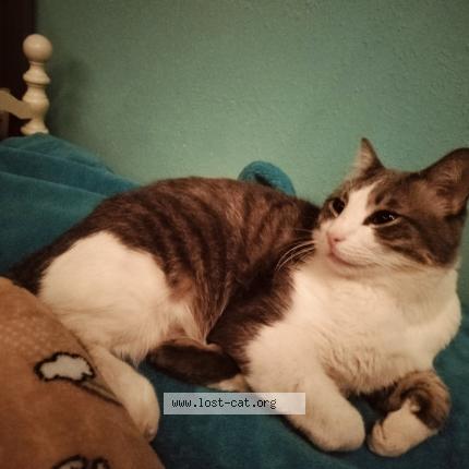 Photo 1/1 Big Boss Chat perdu à Bennett co