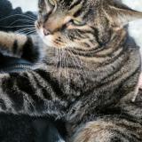 Photo de chat trouvé à Ferriere La Petite