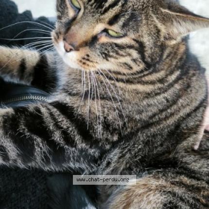 Photo 1/1 Chat trouvé Trouvé à Ferriere la petite