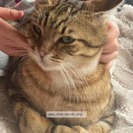 Photo 1/1 Simba Chat perdu à Bozouls