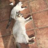 Photo de chat perdu à Poullaouen