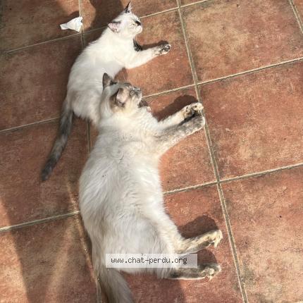 Photo 1/1 P'tite boule Chat perdu à Poullaouen