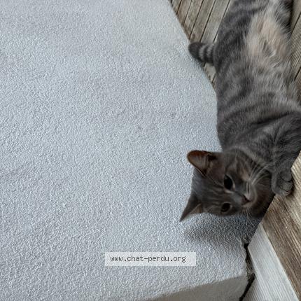 Photo 1/1 Chat retrouvé Perdu à Aloxe Corton