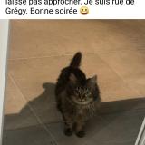 Photo de chat trouvé à Evry Gregy Sur Yerre
