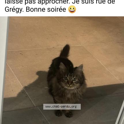 Photo 1/1 Chat trouvé Trouvé à Evry gregy sur yerre