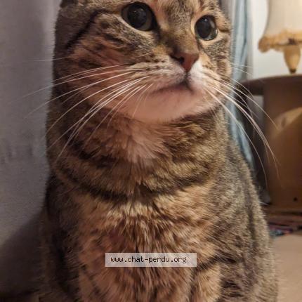 Photo 1/1 PLUME Chat perdu à Sausse
