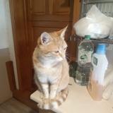 Photo de chat perdu à Marcillac