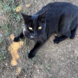 Photo de chat perdu à Clarensac