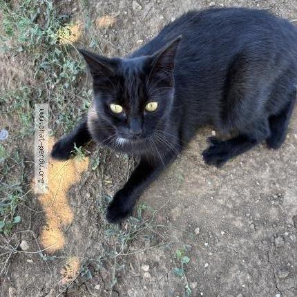 Photo 1/1 Missy Chat perdu à Clarensac