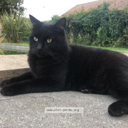 Photo 1/1 Vador Chat perdu à Tarbes